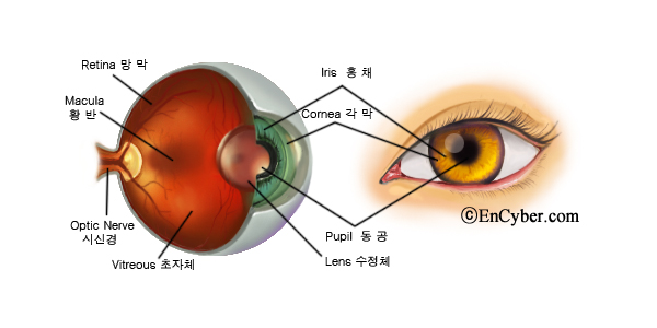 눈알_1~1.JPG